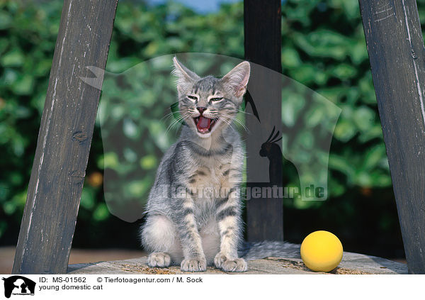 young domestic cat / MS-01562