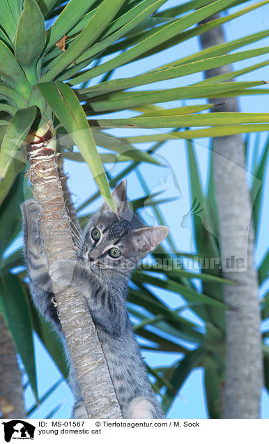 young domestic cat / MS-01567