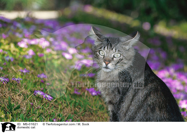Hauskatze / domestic cat / MS-01621