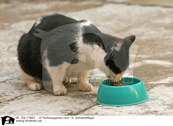 fressende Hauskatze / eating domestic cat / SS-17863