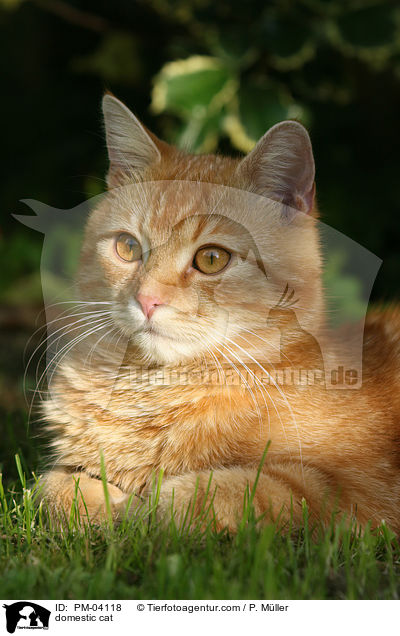 Hauskatze / domestic cat / PM-04118