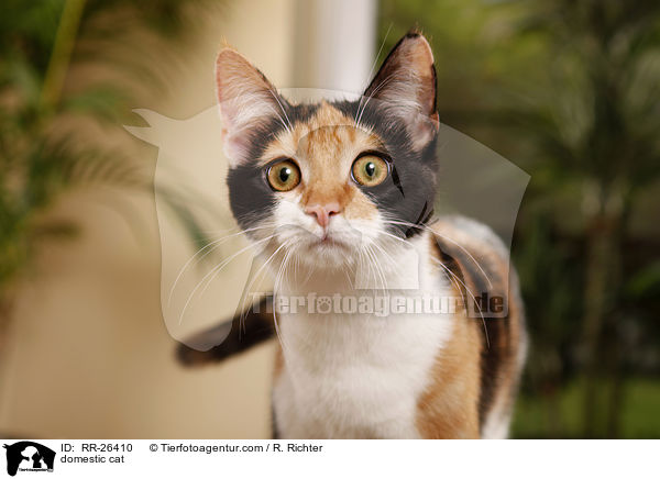 Hauskatze / domestic cat / RR-26410