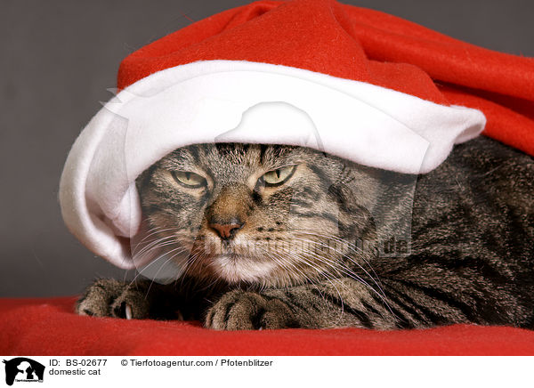 Hauskatze / domestic cat / BS-02677
