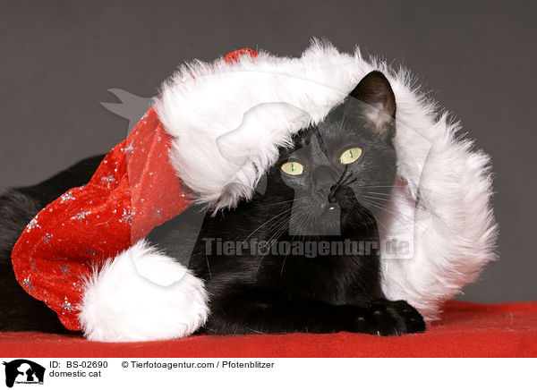 Hauskatze / domestic cat / BS-02690