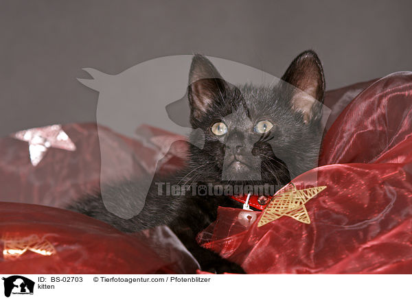 Ktzchen / kitten / BS-02703