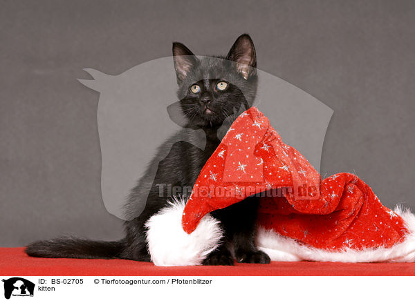 Ktzchen / kitten / BS-02705