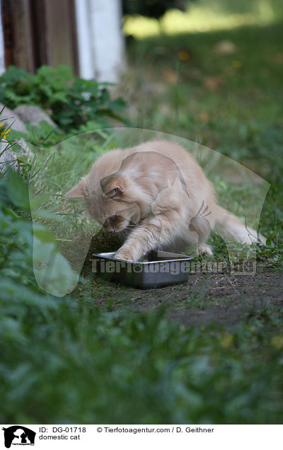 Hauskatze / domestic cat / DG-01718