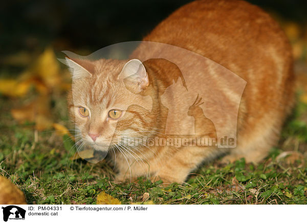 Hauskatze / domestic cat / PM-04331