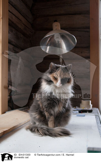 Katze / domestic cat / EH-01300