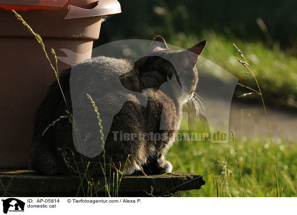 Hauskatze / domestic cat / AP-05814