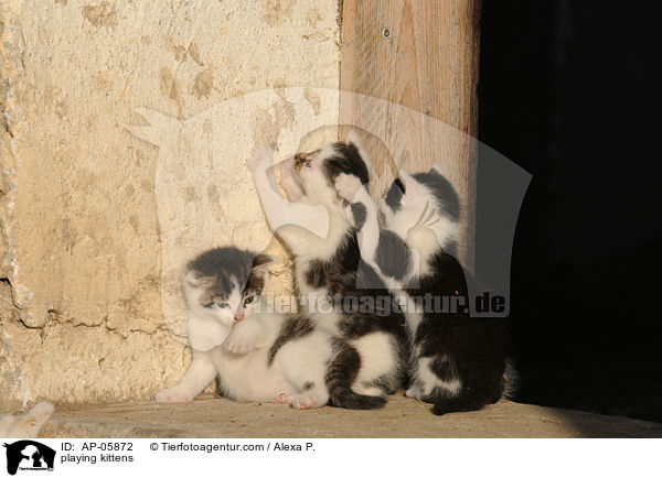 playing kittens / AP-05872