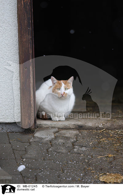 Hauskatze / domestic cat / MB-01245