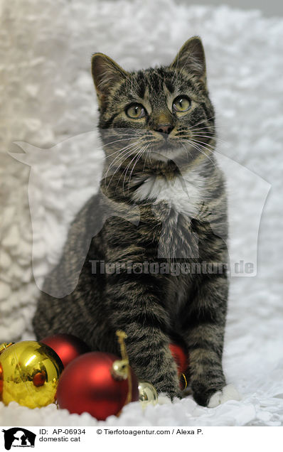 Hauskatze / domestic cat / AP-06934