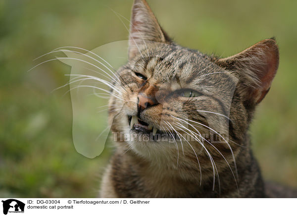 Hauskatze Portrait / domestic cat portrait / DG-03004