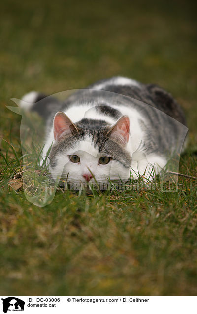 Hauskatze / domestic cat / DG-03006