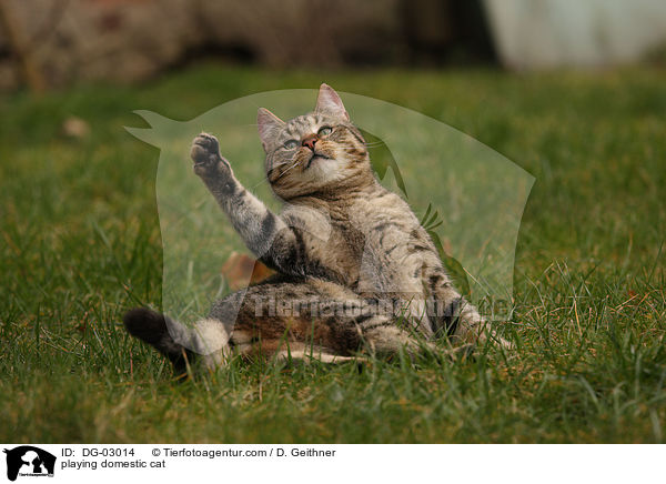 playing domestic cat / DG-03014
