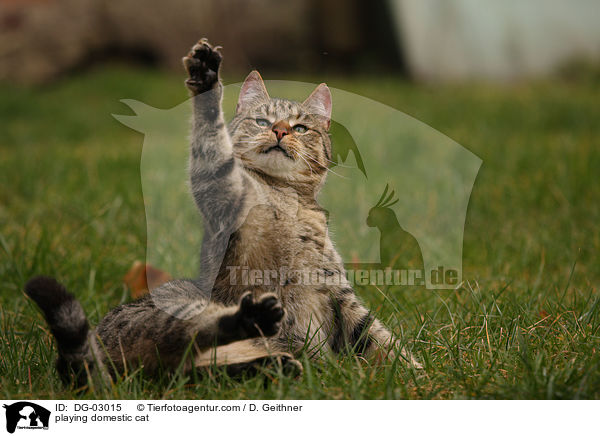 playing domestic cat / DG-03015