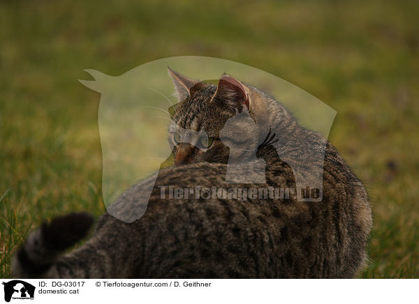 domestic cat / DG-03017