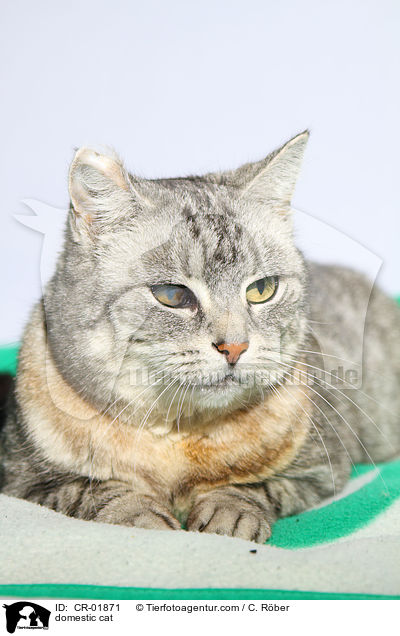 Hauskatze / domestic cat / CR-01871