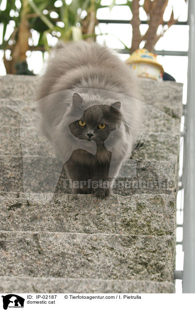 domestic cat / IP-02187
