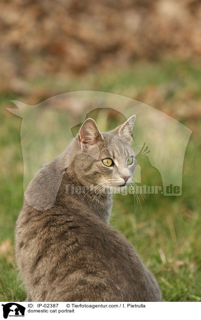Hauskatze Portrait / domestic cat portrait / IP-02387