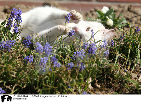 domestic cat / KL-06704