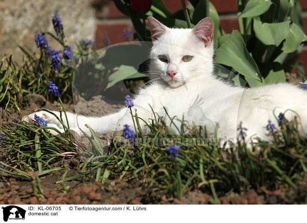 domestic cat / KL-06705