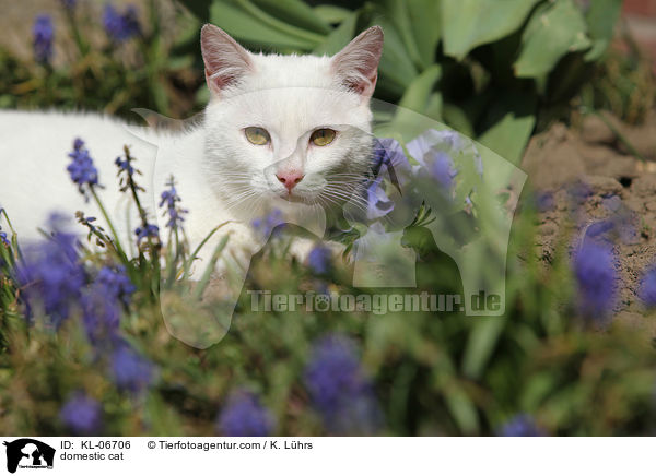 domestic cat / KL-06706