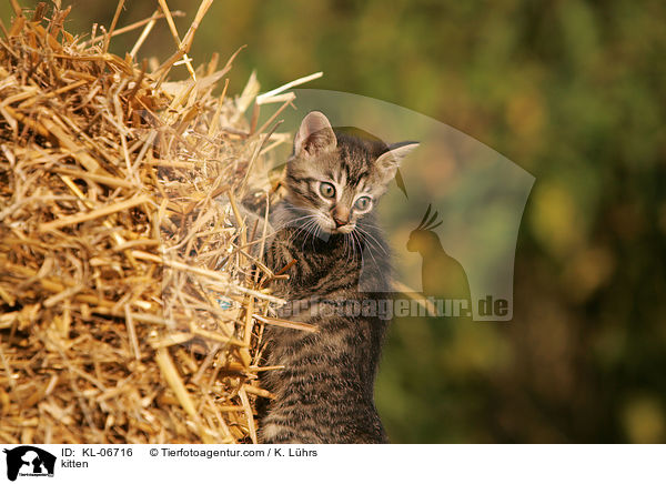 kitten / KL-06716