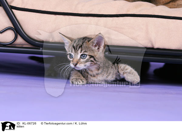 Ktzchen / kitten / KL-06726