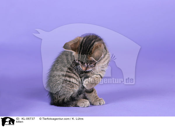 kitten / KL-06737