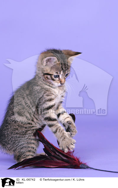 kitten / KL-06742