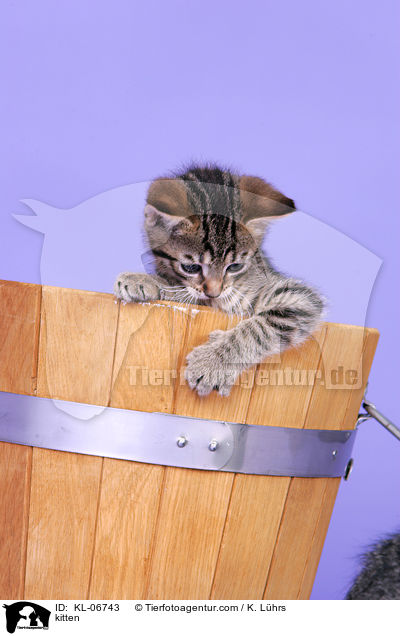 kitten / KL-06743