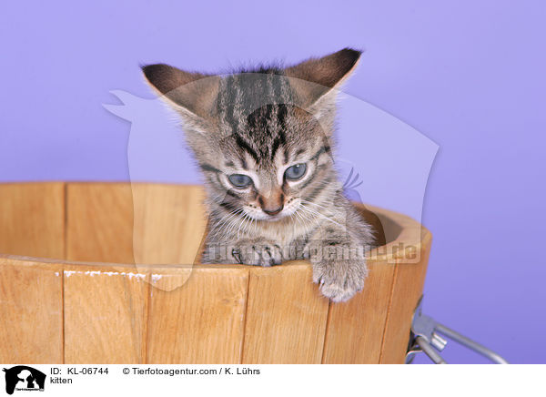 kitten / KL-06744