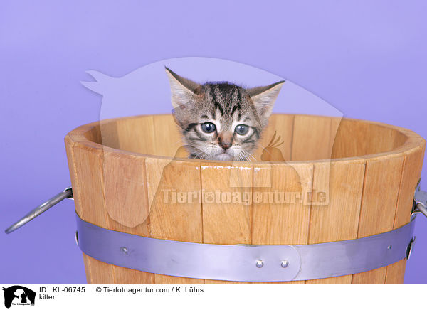 kitten / KL-06745