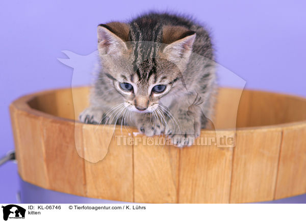 kitten / KL-06746