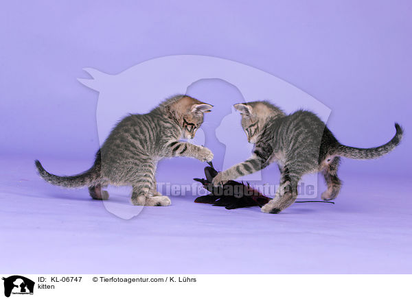 kitten / KL-06747
