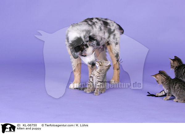 kitten and puppy / KL-06750