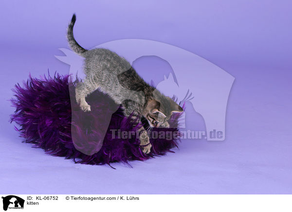 kitten / KL-06752