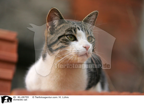 domestic cat / KL-06755