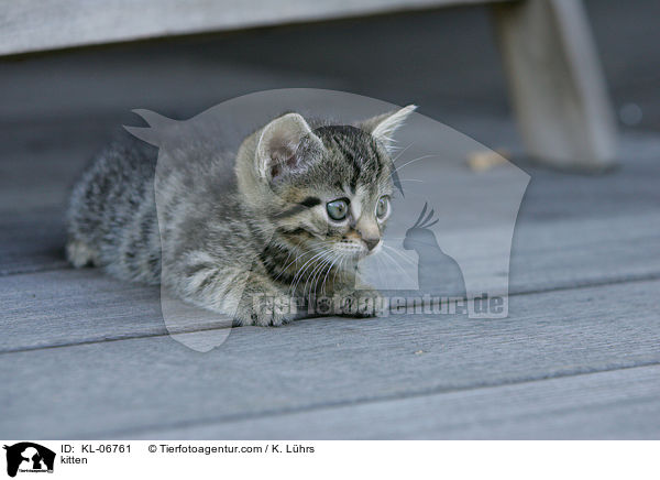 kitten / KL-06761