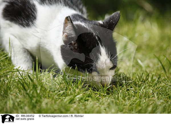 cat eats grass / RR-36452