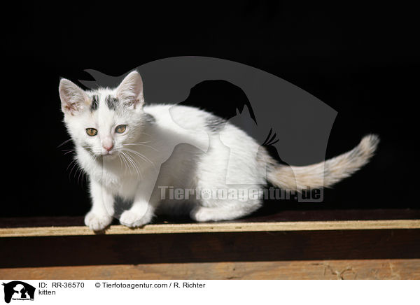 kitten / RR-36570