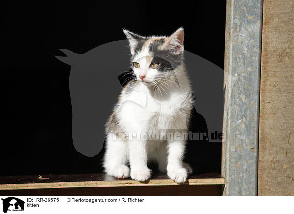kitten / RR-36575