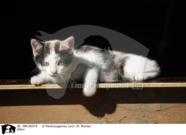 kitten / RR-36579