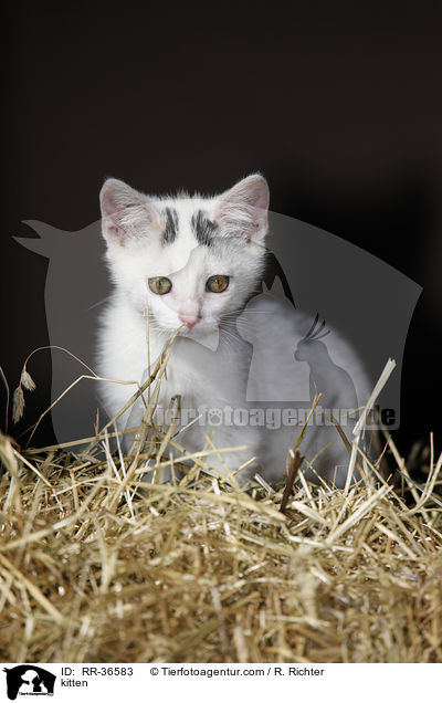 kitten / RR-36583