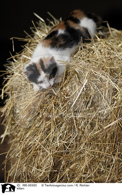 Hausktzchen / kitten / RR-36585