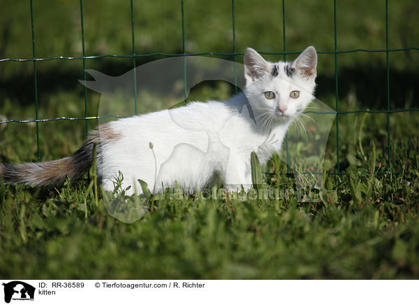 kitten / RR-36589