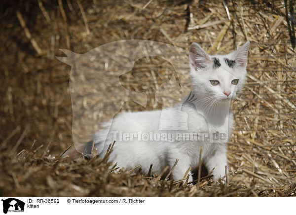 kitten / RR-36592