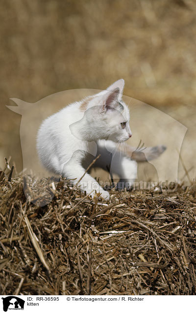kitten / RR-36595